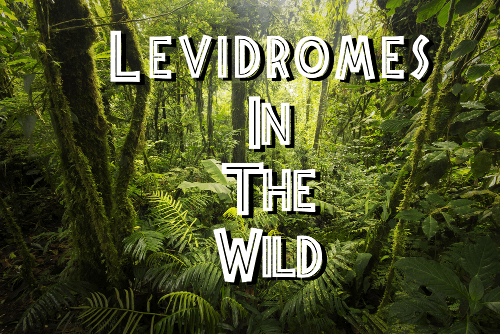 Levidromes in the Wild